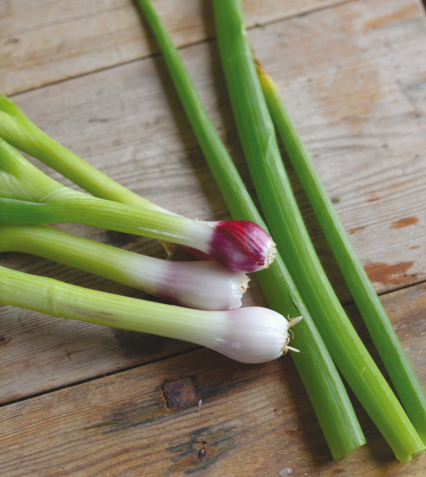 Pillisipuli siemen Nelson Garden Red Toga