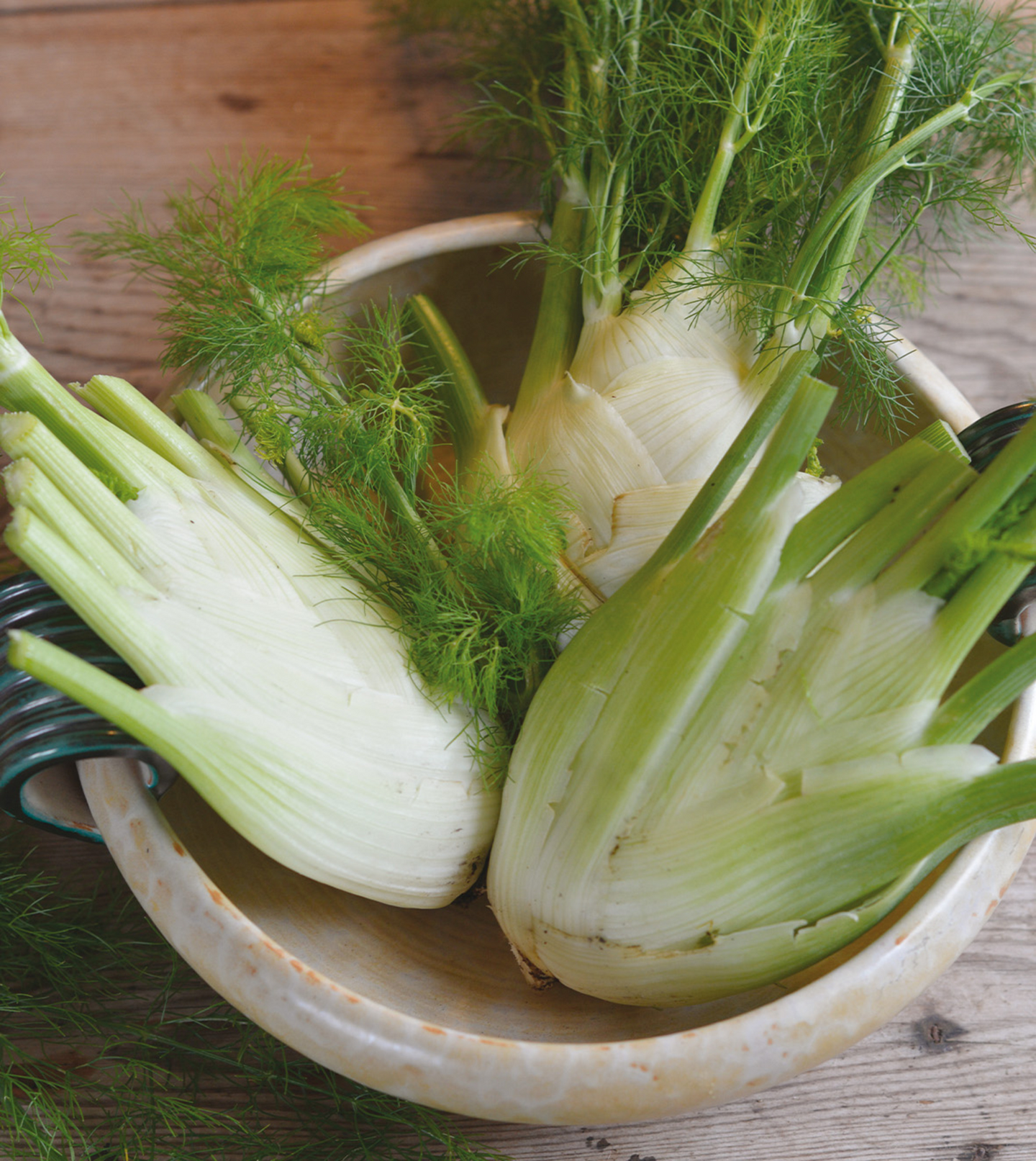 Salaattifenkoli siemen Nelson Garden Preludio F1