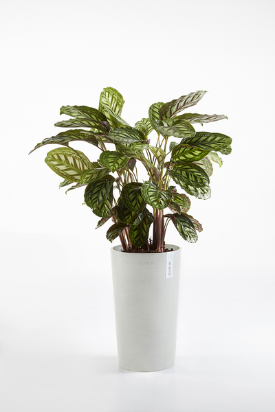 Ruukku Ecopots Amsterdam keskikorkea 50cm valkoharmaa