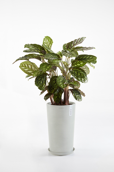 Ruukku Ecopots Amsterdam keskikorkea 50cm valkoharmaa