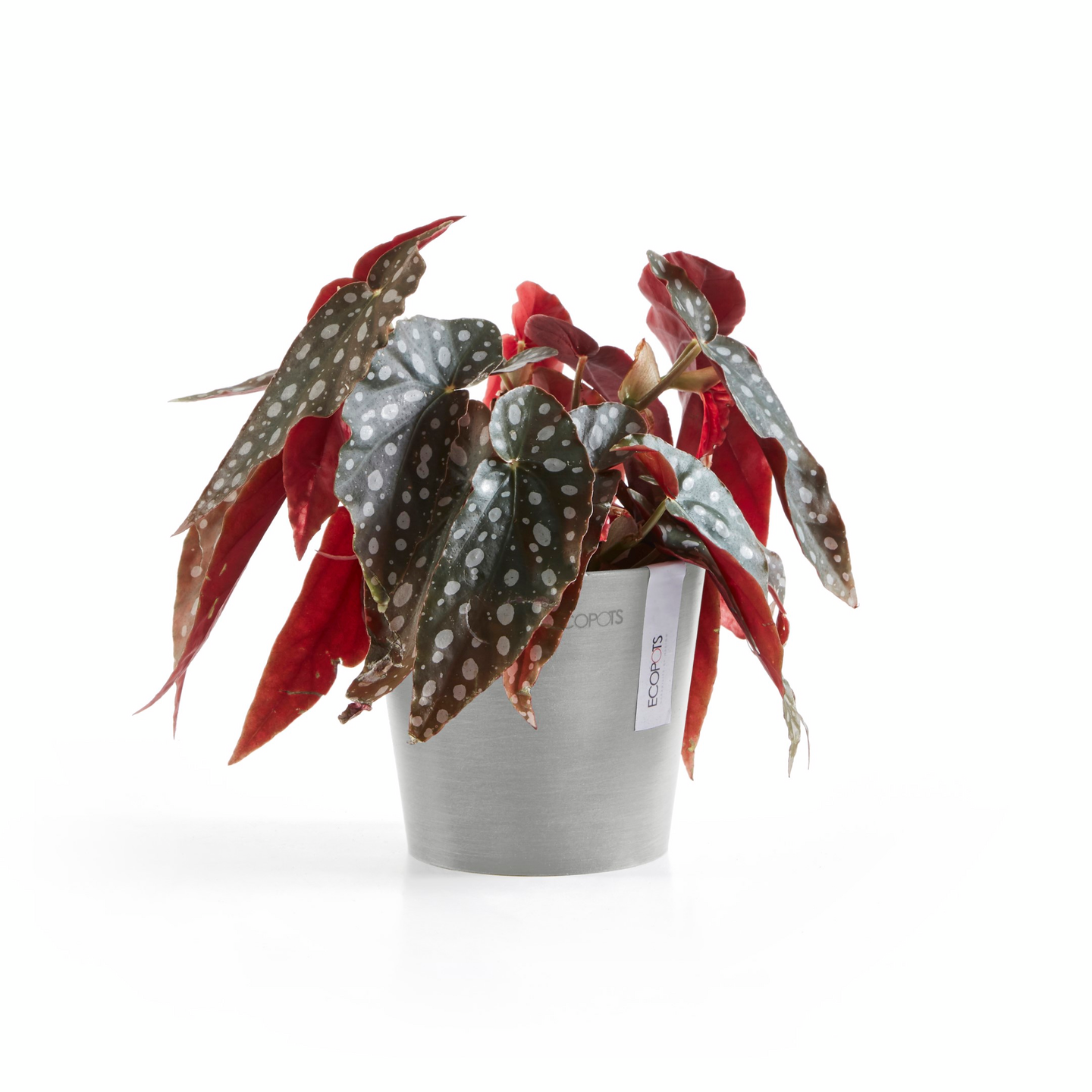 Ruukku Ecopots Amsterdam mini 13cm valkoharmaa