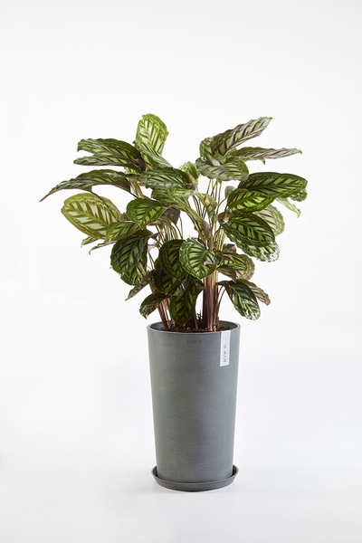 Ruukku Ecopots Amsterdam keskikorkea 50cm harmaa