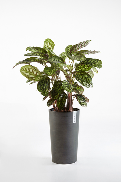 Ruukku Ecopots Amsterdam keskikorkea 50cm tummanharmaa