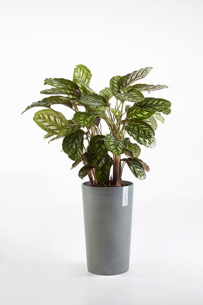 Ruukku Ecopots Amsterdam keskikorkea 50cm harmaa