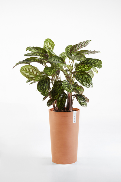 Ruukku Ecopots Amsterdam keskikorkea 50cm terracotta