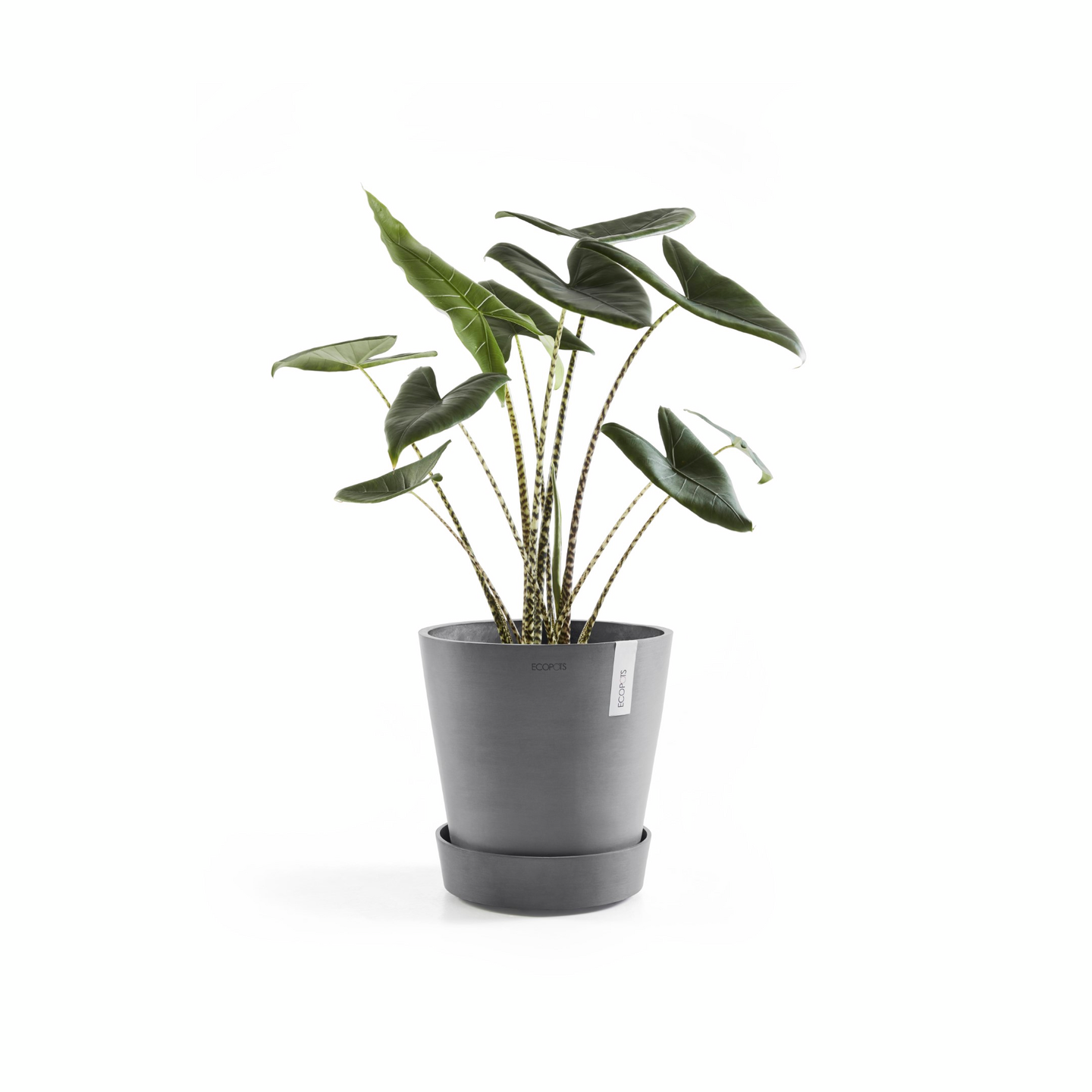 Aluslautanen pyörillä Ecopots 50cm harmaa