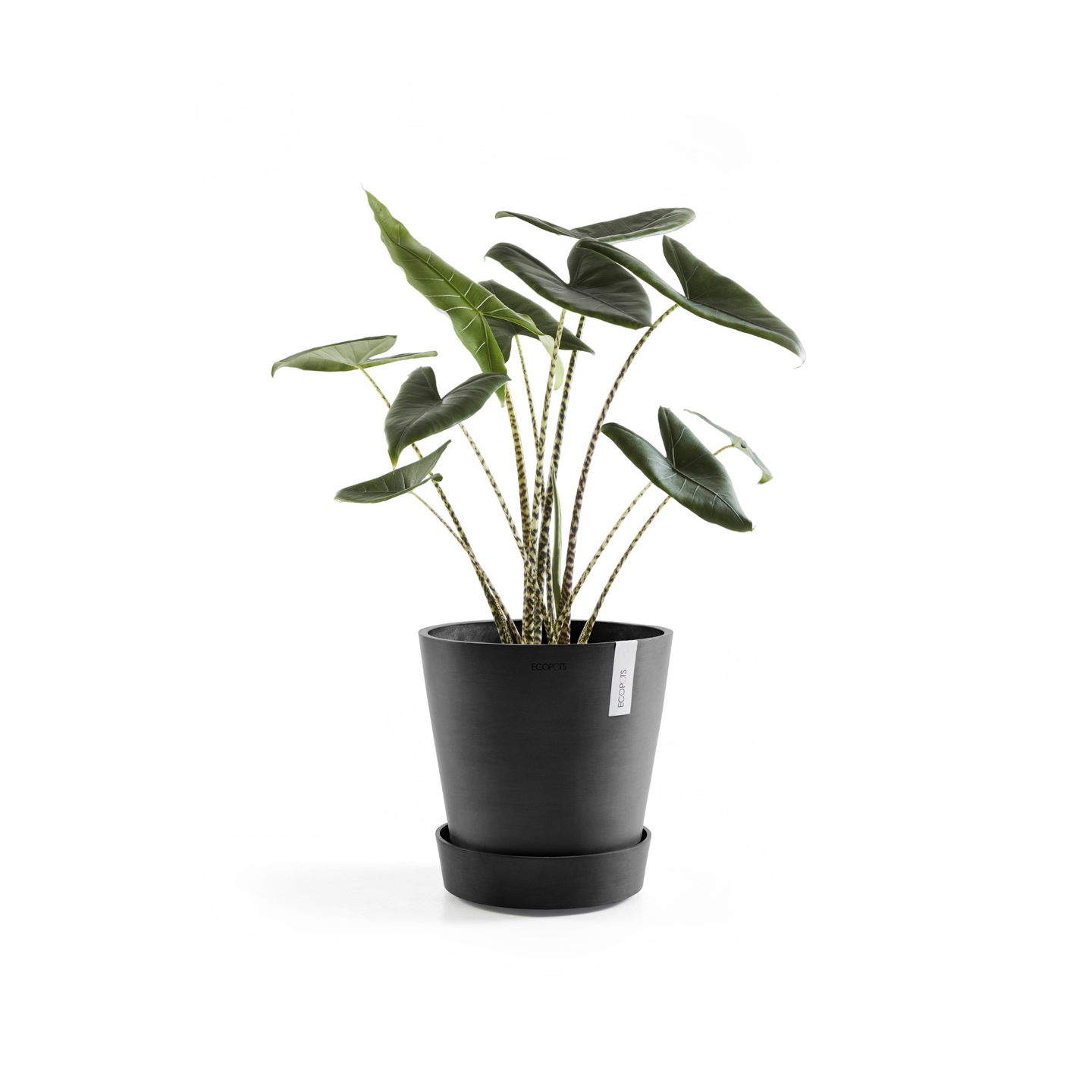 Aluslautanen pyörillä Ecopots 50cm tummanharmaa
