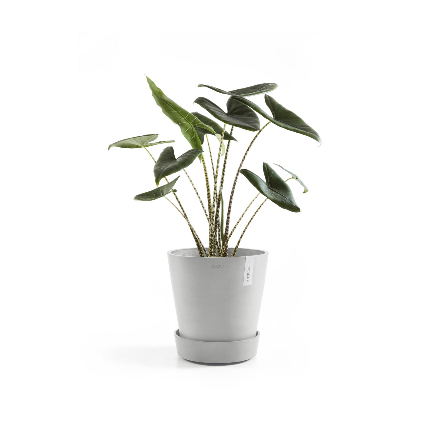 Aluslautanen pyörillä Ecopots 40cm valkoharmaa