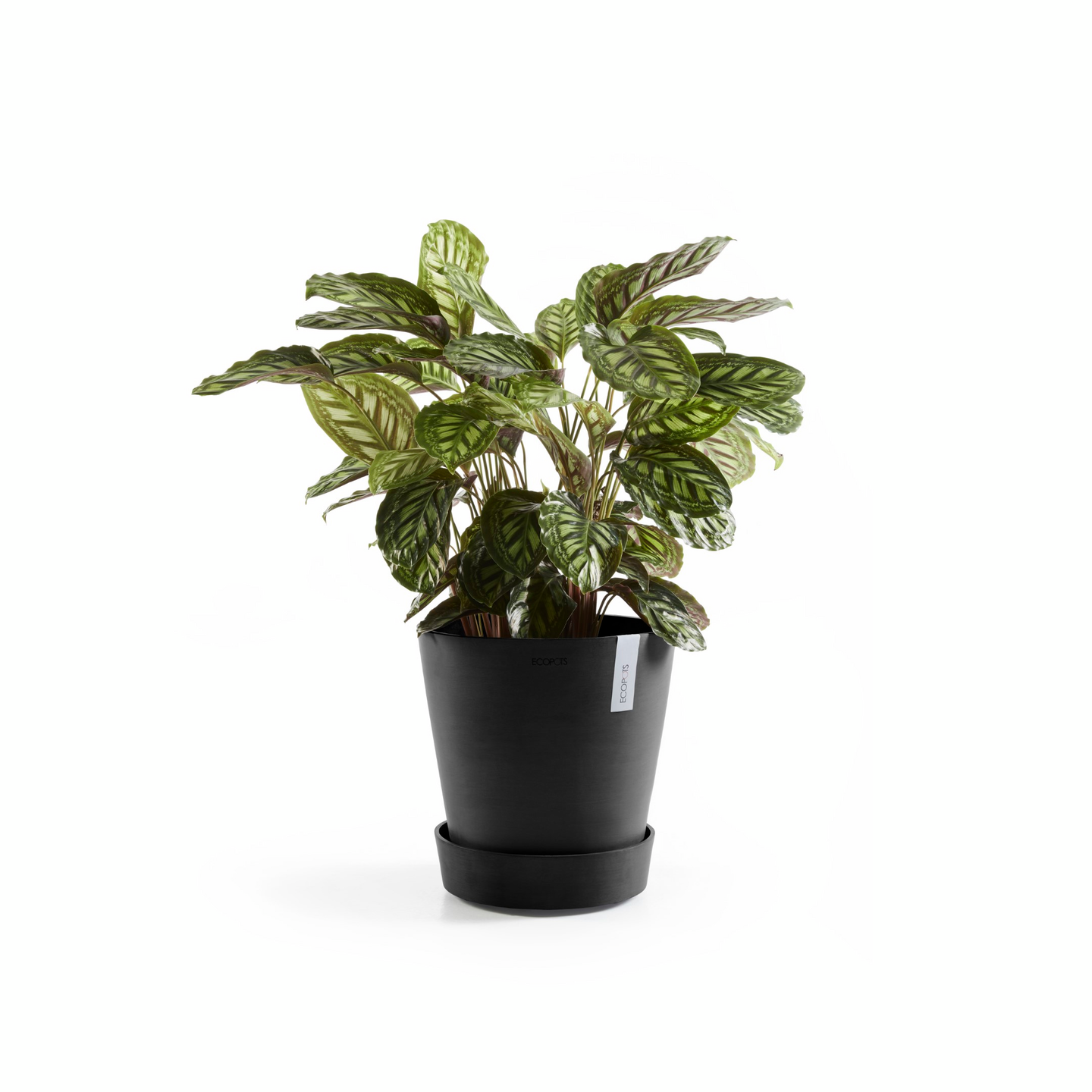 Aluslautanen pyörillä Ecopots 50cm tummanharmaa