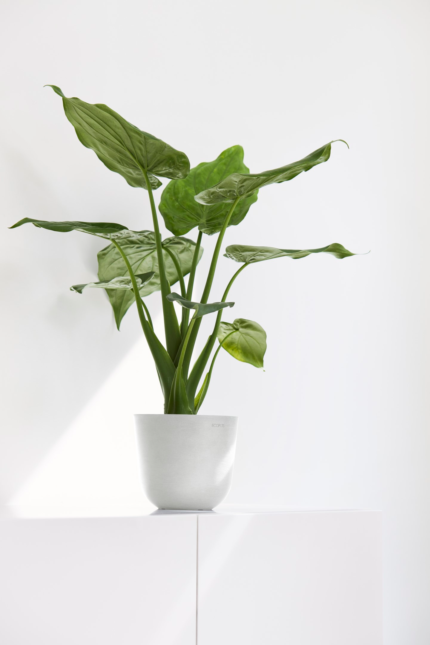 Esillepanotarjotin Ecopots 25cm tummansininen