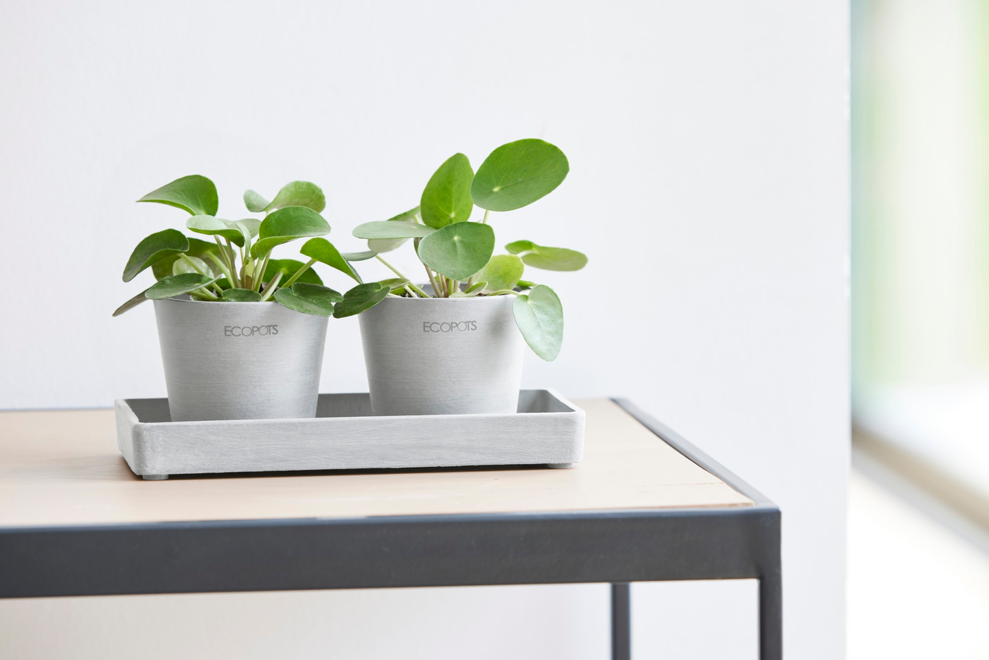 Esillepanotarjotin Ecopots 20cm valkoharmaa