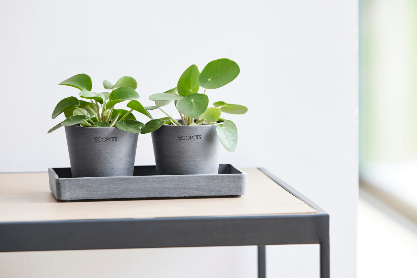 Esillepanotarjotin Ecopots 20cm harmaa