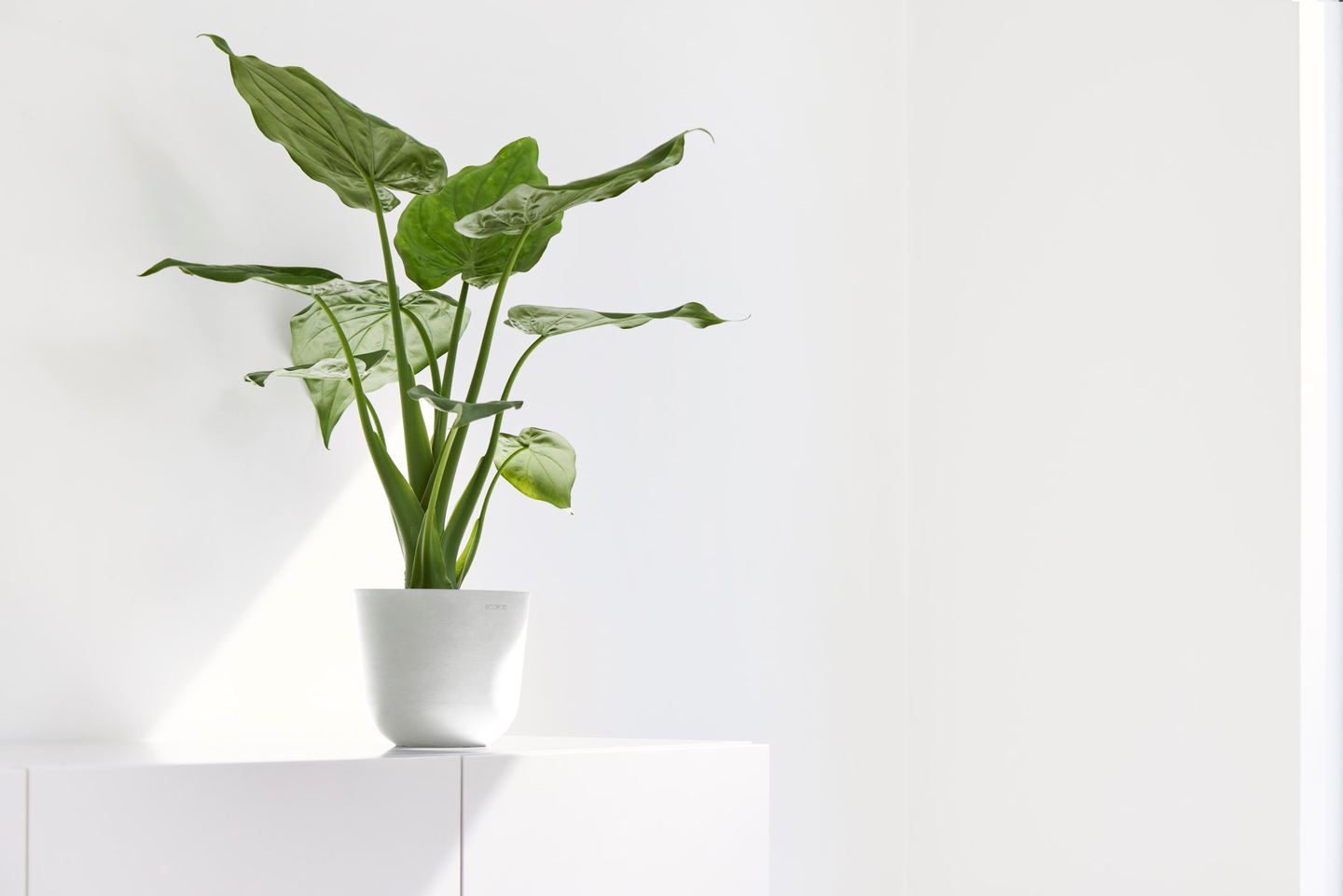 Esillepanotarjotin Ecopots 25cm tummansininen