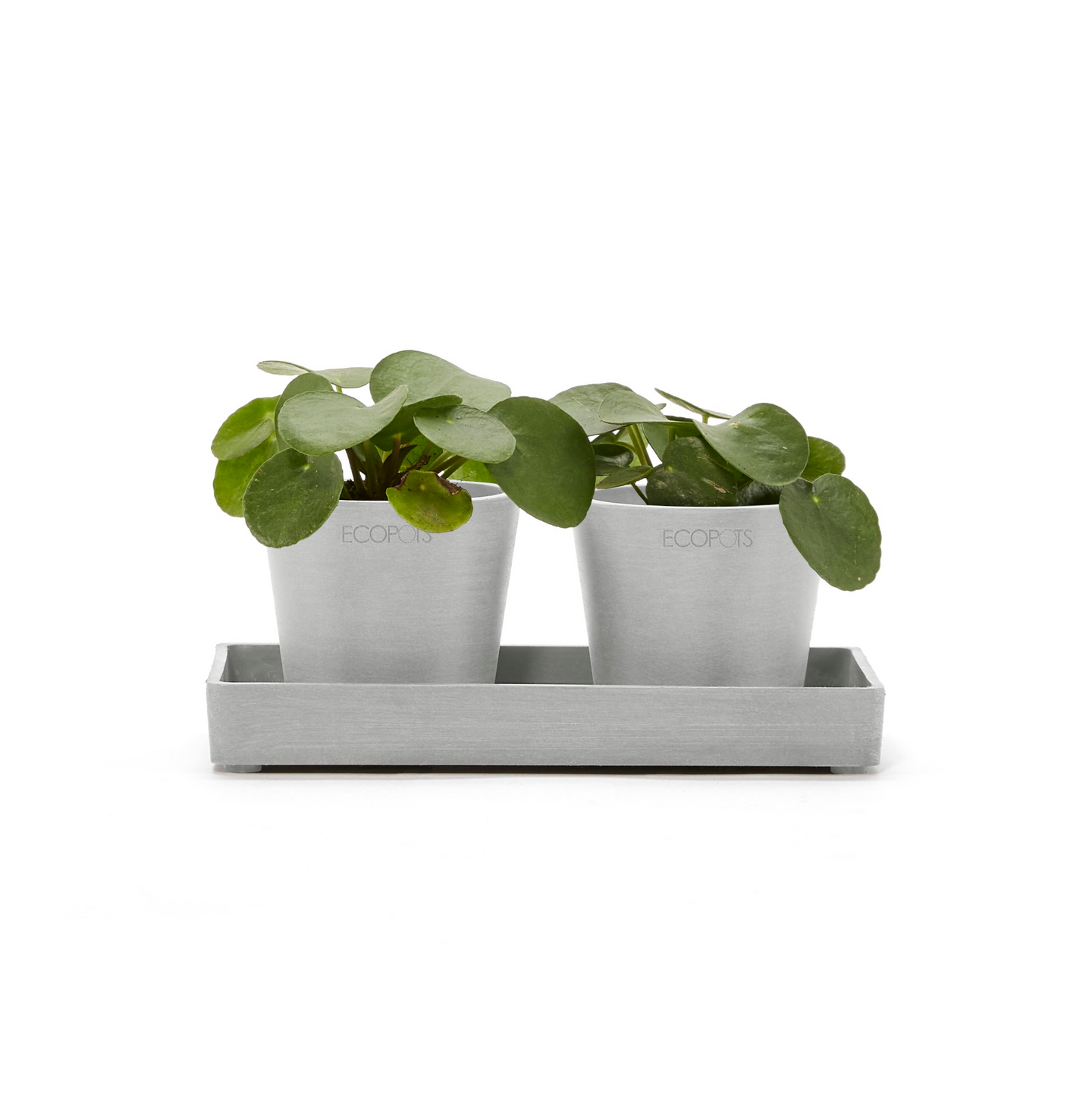 Esillepanotarjotin Ecopots 20cm valkoharmaa