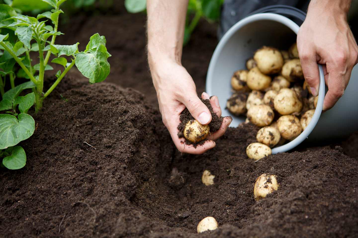 Puutarhaturve Kekkilä 320l