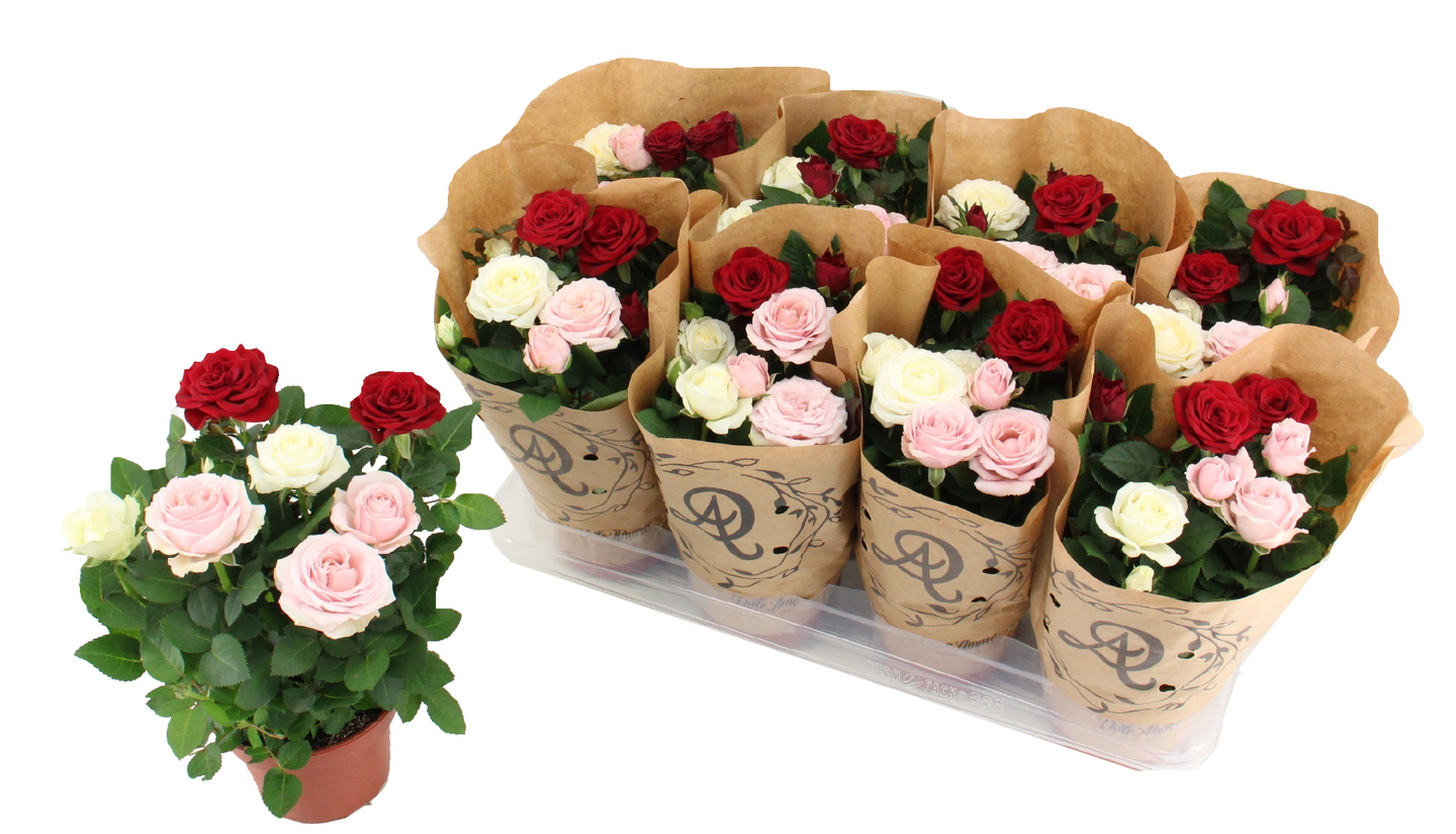 Ruusu Trio Mix 14cm ruukku