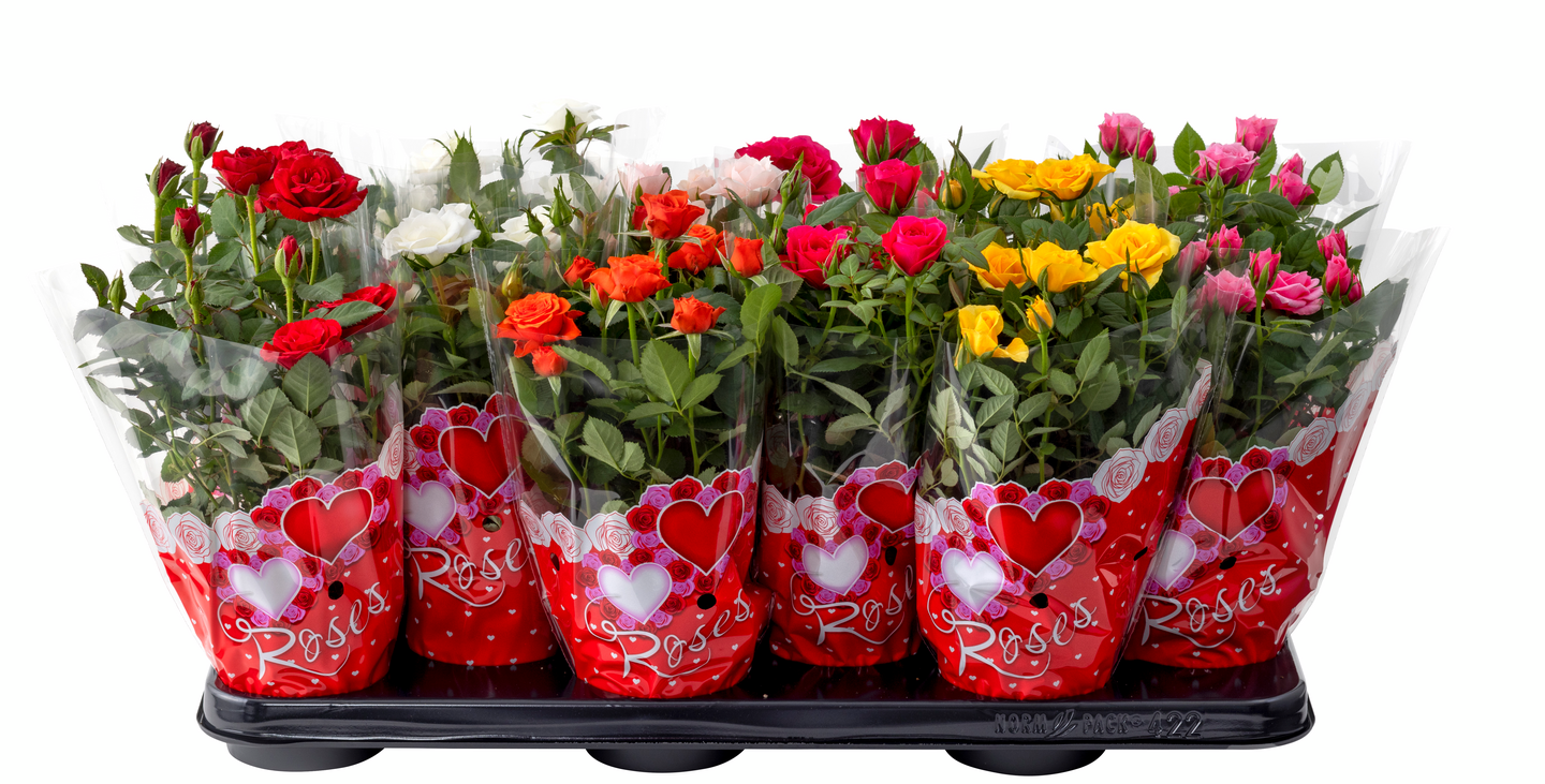 Miniruusu mix 10,5cm ruukku