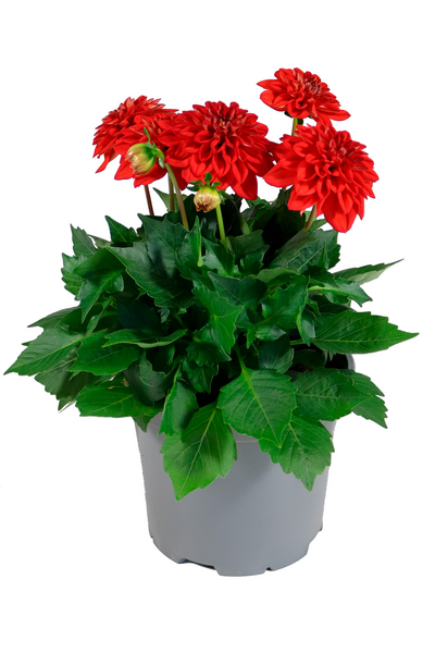 Daalia patio mix 19cm ruukku