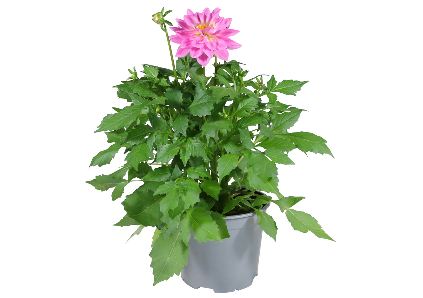 Daalia patio mix 19cm ruukku