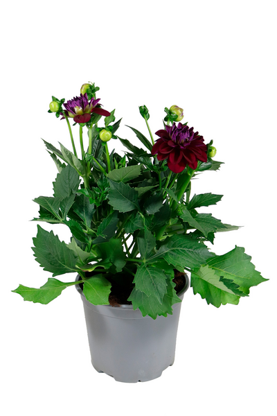 Daalia patio mix 19cm ruukku