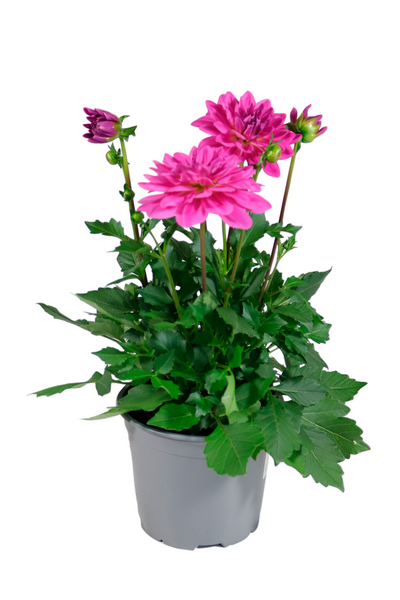 Daalia patio mix 19cm ruukku