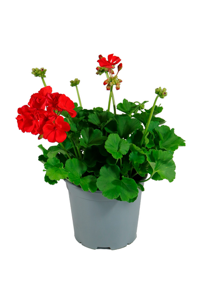 Pelargoni patio mix 19cm ruukku