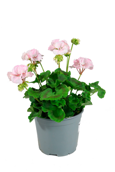 Pelargoni patio mix 19cm ruukku