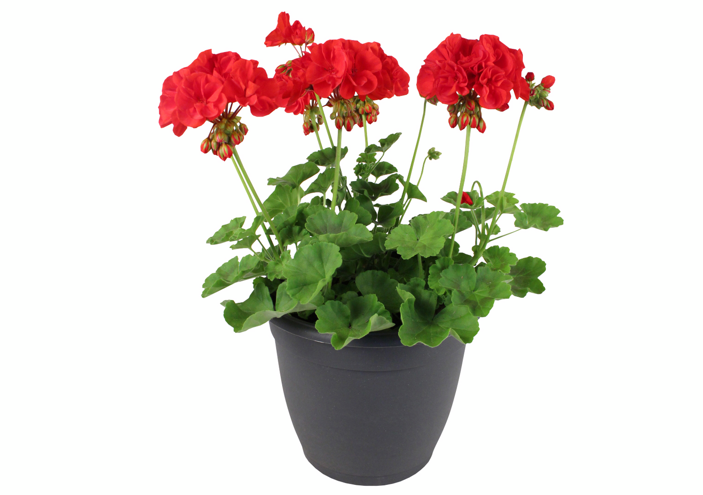 Pelargoni patio mix 19cm ruukku