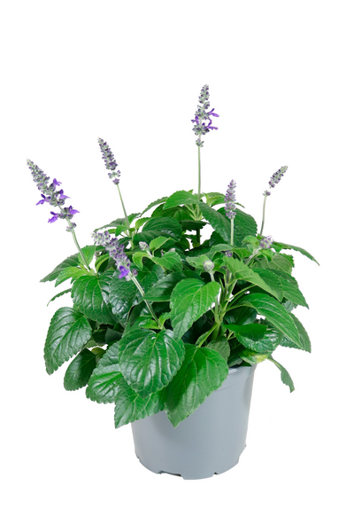 Salvia Mysty patio 19cm ruukku