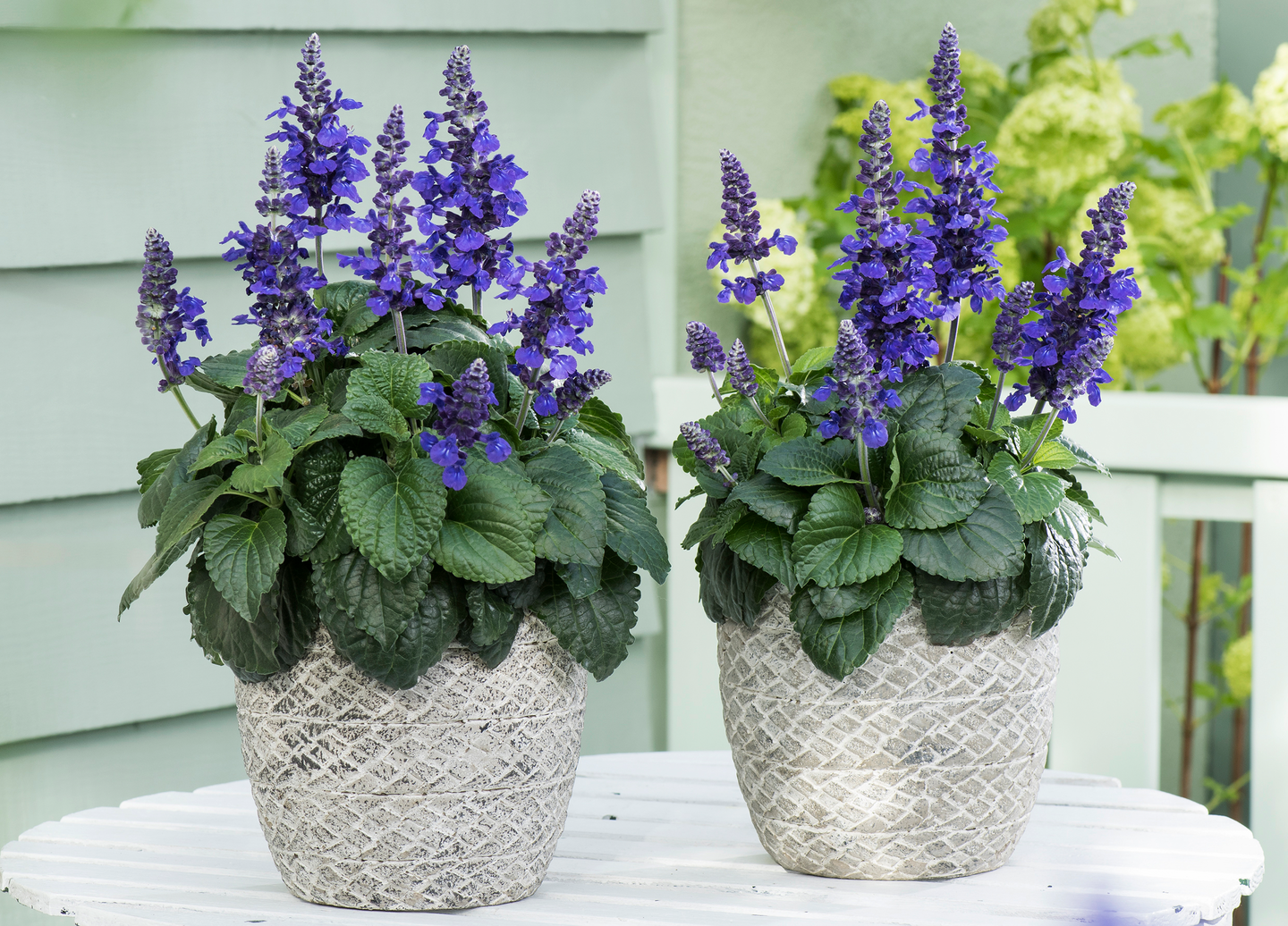 Salvia Mysty patio 19cm ruukku