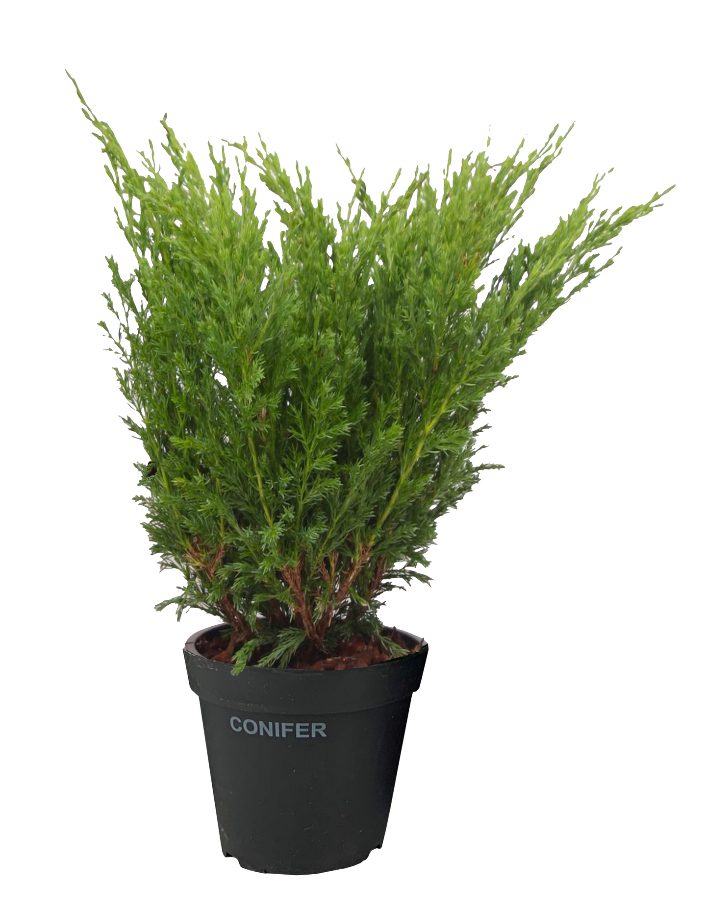 Maljakataja Juniperus horizontalis Andorra Compact 1,3l astia