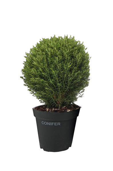 Teddytuija Thuja occidentalis Teddy 1,3l astia