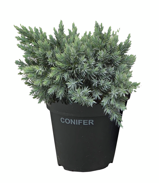 Kääpiösinikataja Juniperus squamata Blue Star 1,3l astia