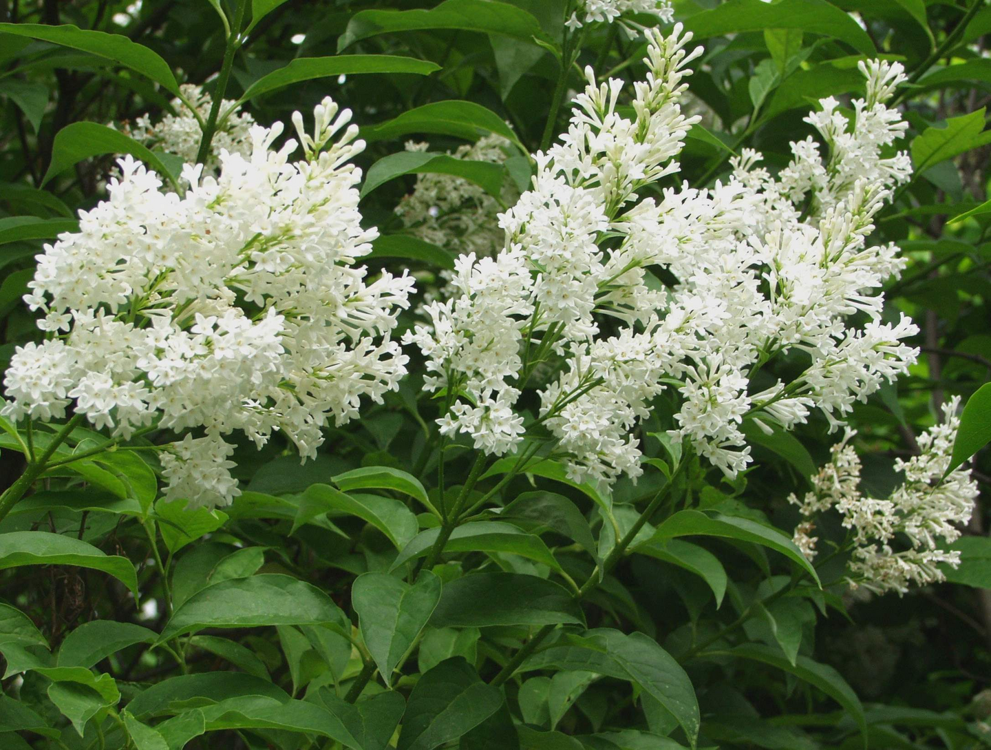 Valkokukkainen puistosyreeni Syringa Tammelan kaunotar 3l astia