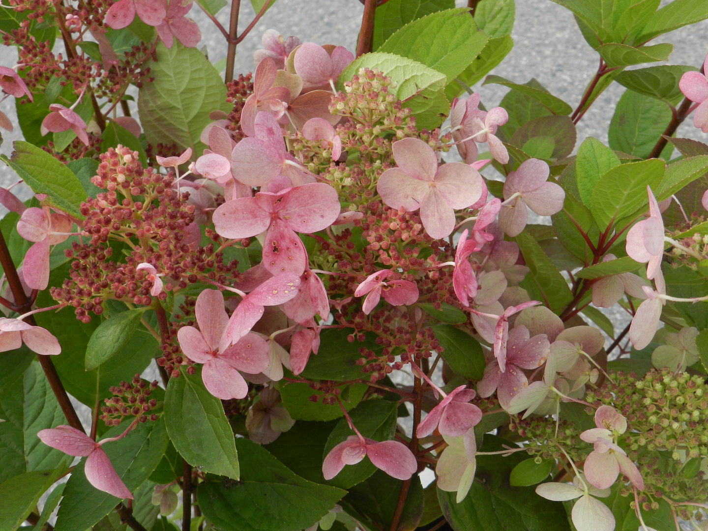Syyshortensia Hydrangea paniculata Early sensation 3l astia