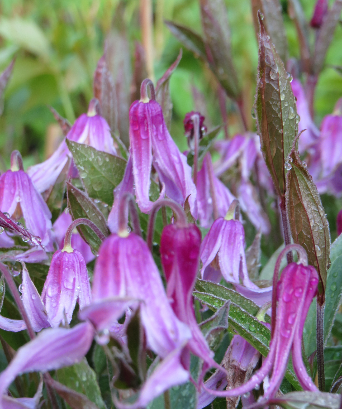 Tarhakellokärhö Clematis Rosea 2l astia
