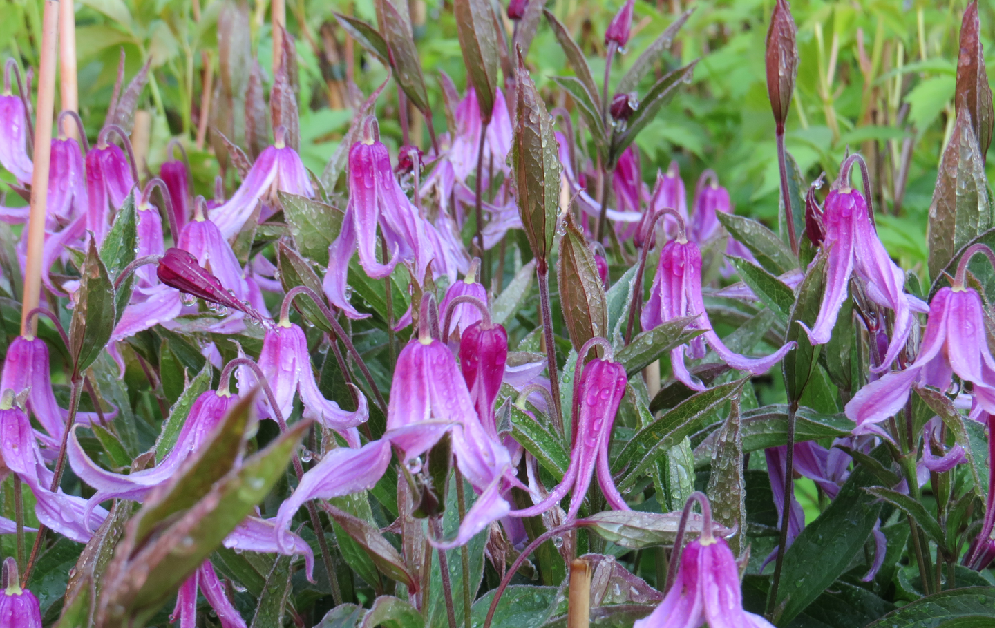 Tarhakellokärhö Clematis Rosea 2l astia