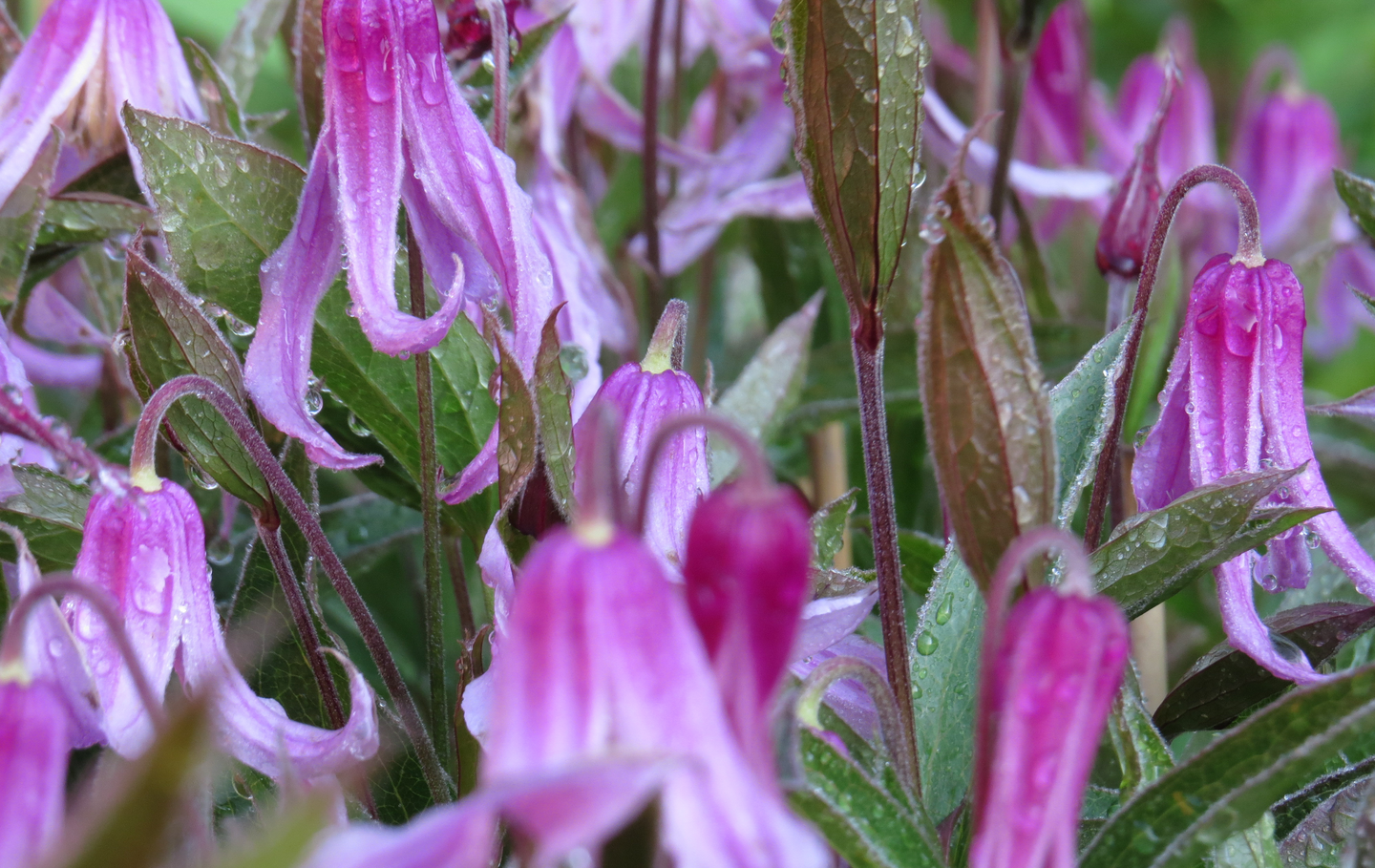 Tarhakellokärhö Clematis Rosea 2l astia