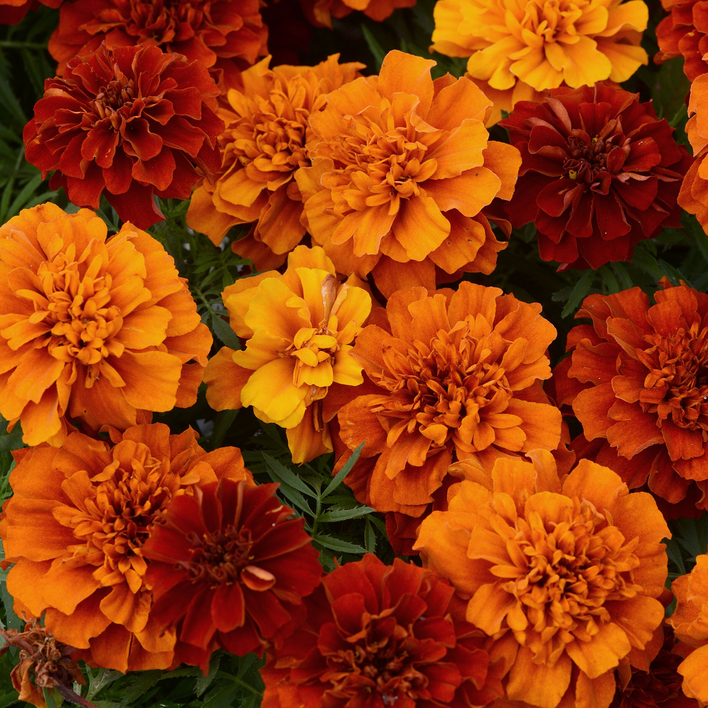 Kesäkukka lajitelma 6 kpl pakkaus 9cm ruukku