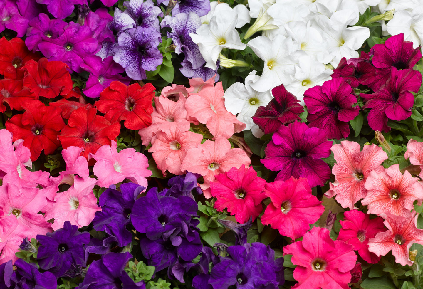 Kesäkukka lajitelma 6 kpl pakkaus 9cm ruukku