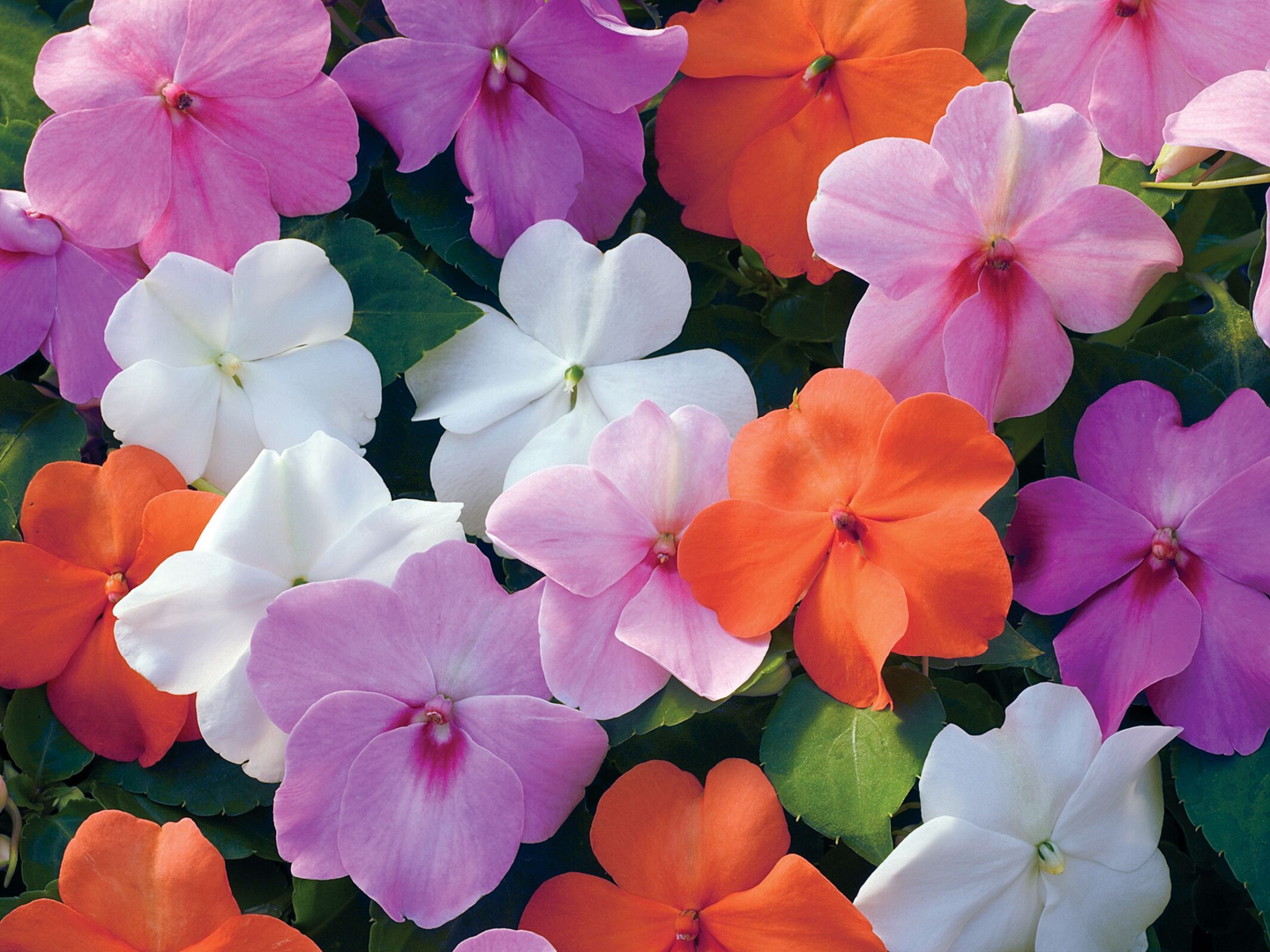 Kesäkukka lajitelma 6 kpl pakkaus 9cm ruukku