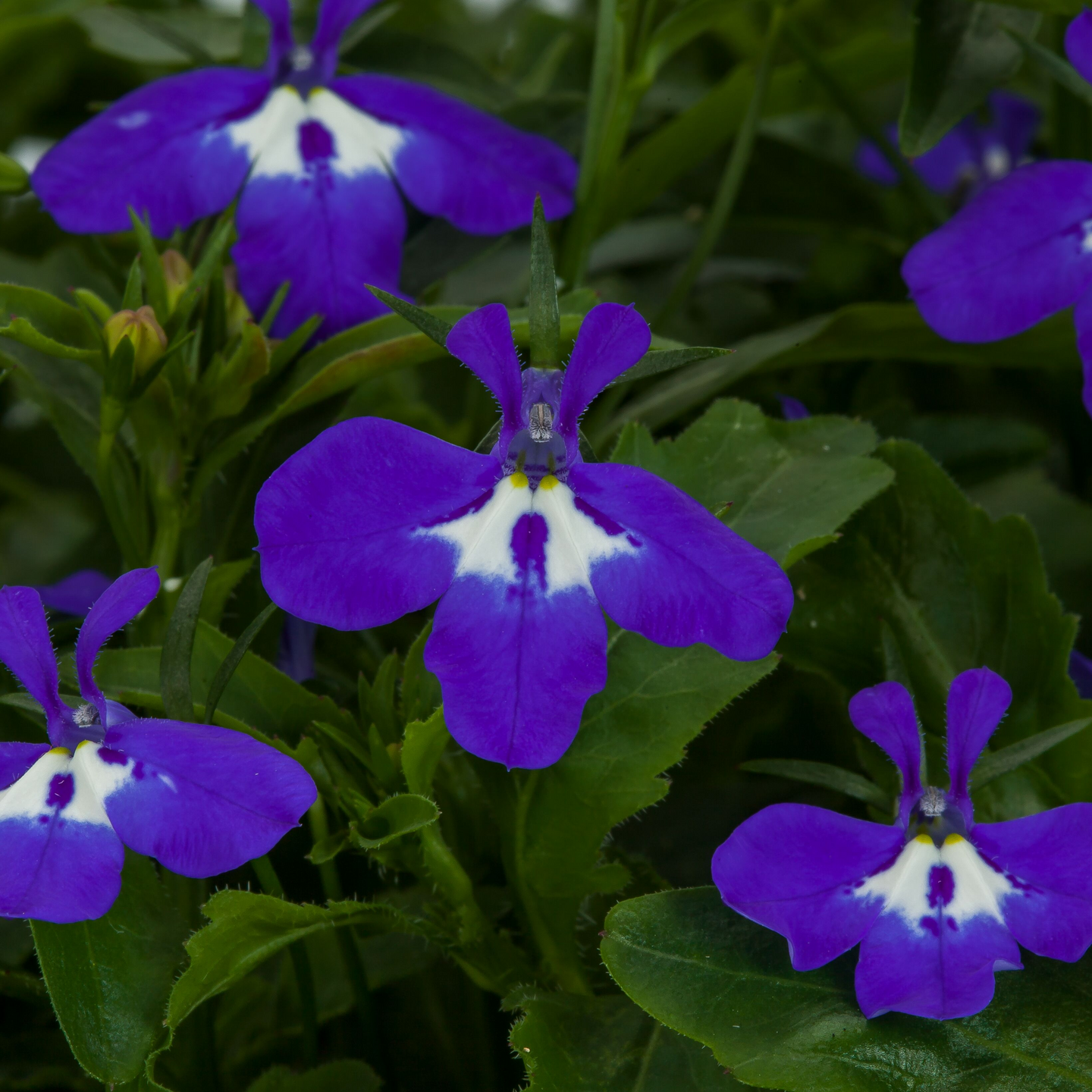 Kesäkukka lajitelma 6 kpl pakkaus 9cm ruukku