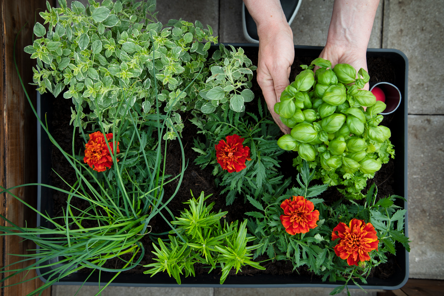 Kasvatusallas Biolan