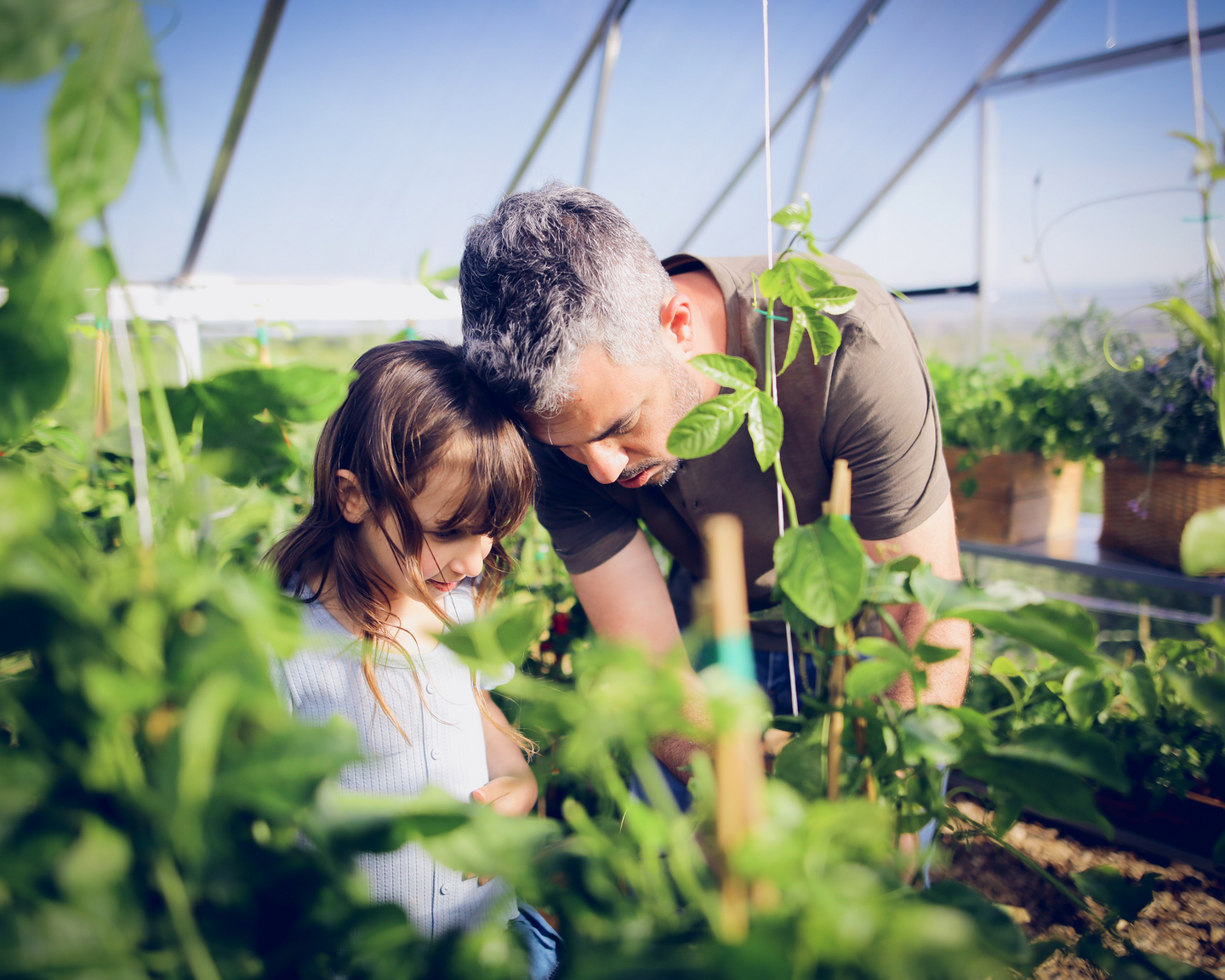 Kasvihuone Canopia Balance 14,3m² hopea