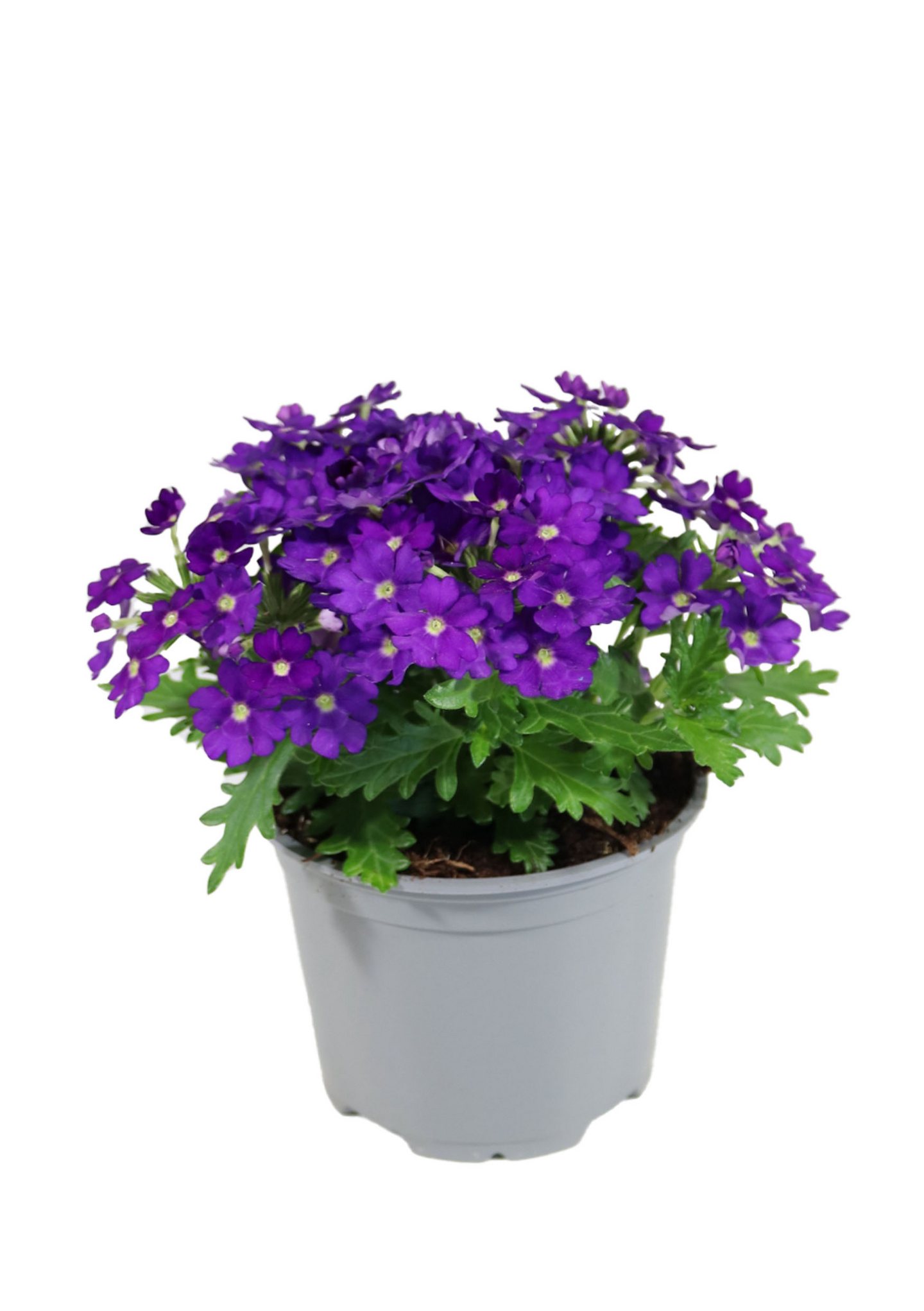 Rautayrtti Verbena mix 12cm ruukku