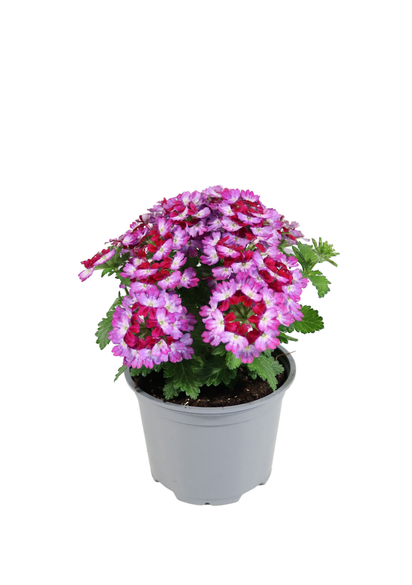 Rautayrtti Verbena mix 12cm ruukku