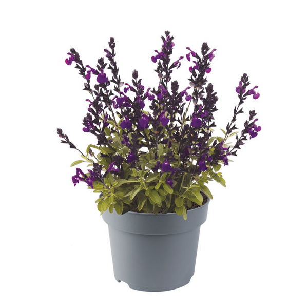 Salvia Mirage mix 12cm ruukku