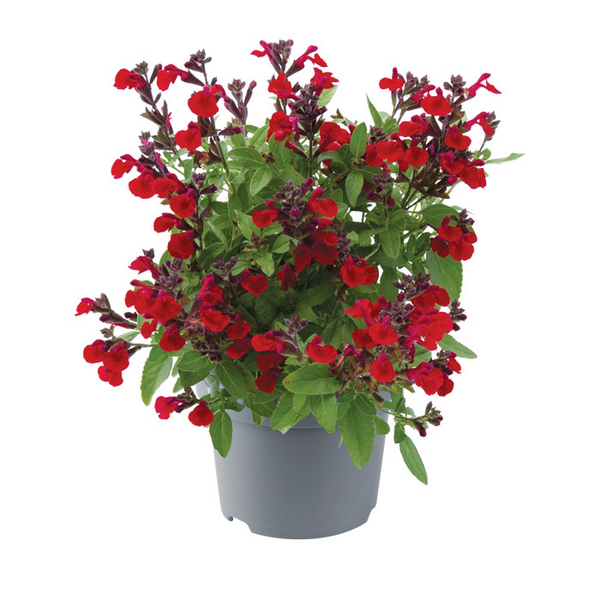 Salvia Mirage mix 12cm ruukku