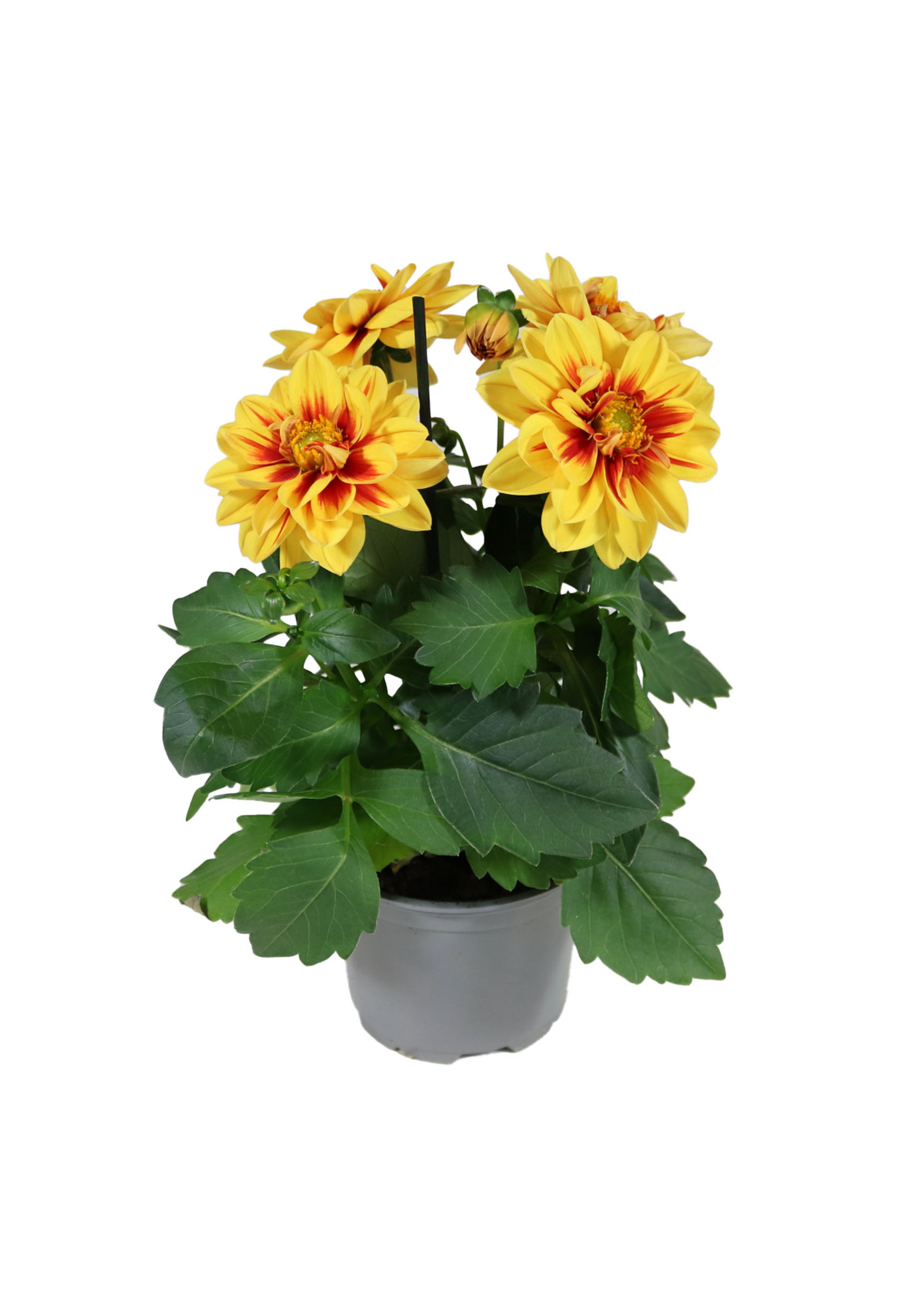 Daalia Labella Medio mix 12cm ruukku