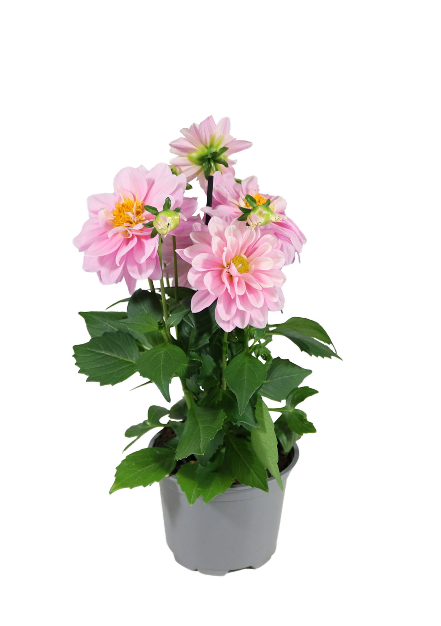 Daalia Labella Medio mix 12cm ruukku